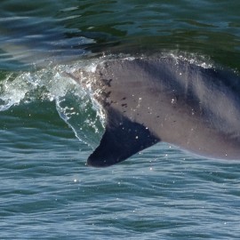 Adventures with the Dolphins