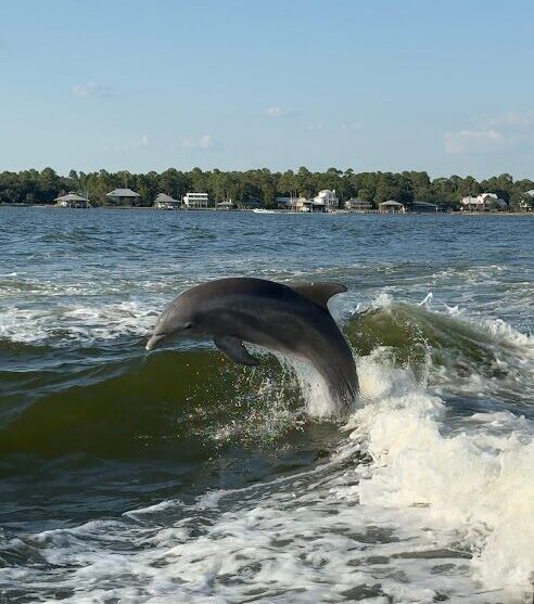 Dolphins swimming near boat in Orange Beach Alabama dolphin cruise