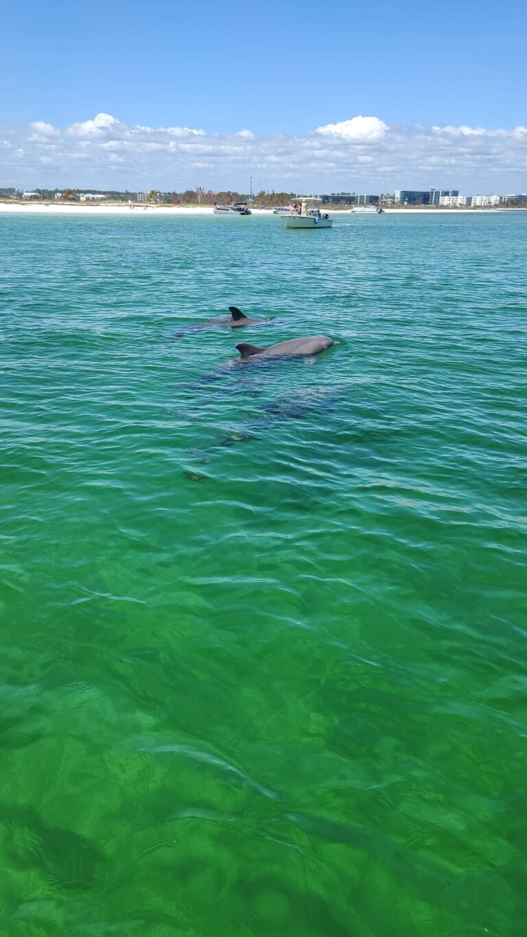 private dolphin cruise orange beach small group boat dolphins