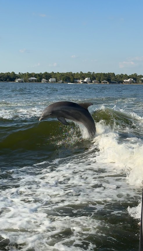 dolphin cruise orange beach cloudy weather calm water