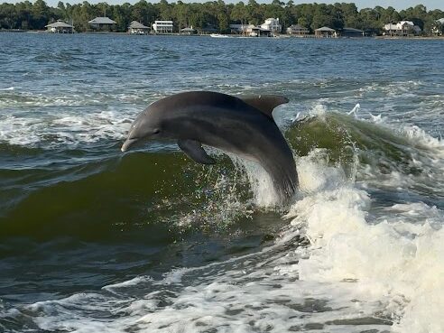 dolphin cruise orange beach cloudy weather calm water